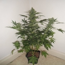 Jet 47 Auto (Flash Auto Seeds) Cannabis Seeds