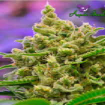 Big Bazooka Auto (Anesia Seeds) Cannabis Seeds