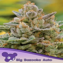 Big Bazooka Auto (Anesia Seeds) Cannabis Seeds