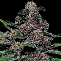 Auto Blackberry Moonrocks (Anesia Seeds) Cannabis Seeds