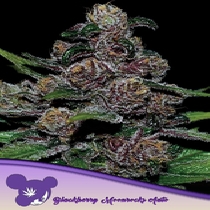 Auto Blackberry Moonrocks (Anesia Seeds) Cannabis Seeds