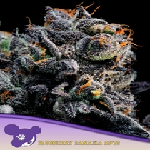 Auto Blueberry Banana (Anesia Seeds) Cannabis Seeds
