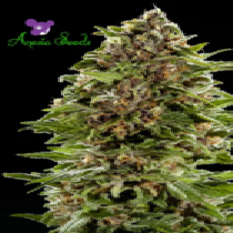 Auto BubbleGum (Anesia Seeds) Cannabis Seeds