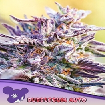Auto BubbleGum (Anesia Seeds) Cannabis Seeds