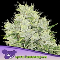 Auto Lemongrass (Anesia Seeds) Cannabis Seeds