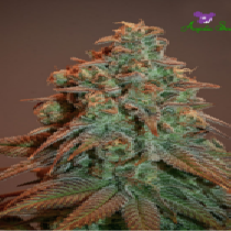 Auto Nova OG (Anesia Seeds) Cannabis Seeds