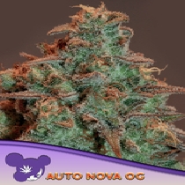 Auto Nova OG (Anesia Seeds) Cannabis Seeds