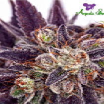 Purple Domina Auto (Anesia Seeds) Cannabis Seeds