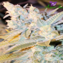 Triple Cheese Auto (Anesia Seeds) Cannabis Seeds