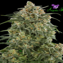 Auto Wonder (Anesia Seeds) Cannabis Seeds