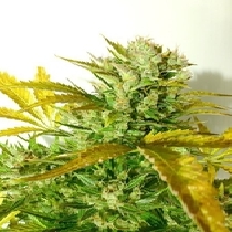 Kush Van Stitch Auto (Flash Auto Seeds) Cannabis Seeds