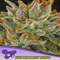 Fat Monkey Auto (Anesia Seeds) Cannabis Seeds