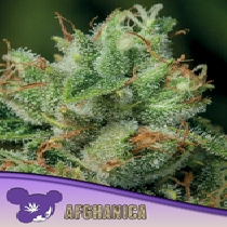 Afghanica, Landraces (Anesia Seeds) Cannabis Seeds