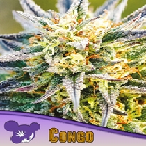 Congo, Landraces (Anesia Seeds) Cannabis Seeds