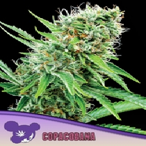Copacobana, Landraces (Anesia Seeds) Cannabis Seeds