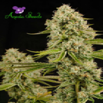 Hindu Kush, Landraces (Anesia Seeds) Cannabis Seeds