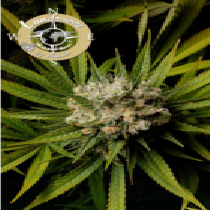 Malawi Gold, Landraces (Anesia Seeds) Cannabis Seeds
