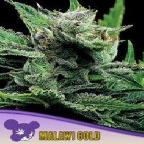Malawi Gold, Landraces (Anesia Seeds) Cannabis Seeds
