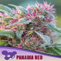 Panama Red, Landraces (Anesia Seeds) Cannabis Seeds