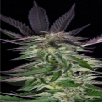 Grandaddy Purple (Big Head Seeds) Cannabis Seeds
