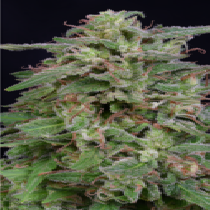 White Widow (Big Head Seeds) Cannabis Seeds