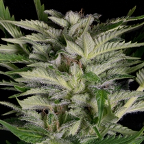 Alien Technology (Big Head Seeds) Cannabis Seeds
