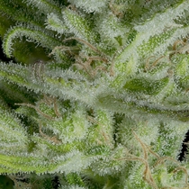 Crystal Gelato Auto (Big Head Seeds) Cannabis Seeds