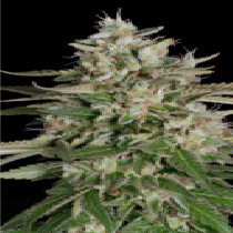 Gnasha (Big Head Seeds) Cannabis Seeds
