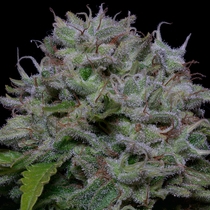 Big Head Confidential (Big Head Seeds) Cannabis Seeds