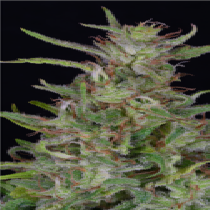 Tangie (Big Head Seeds) Cannabis Seeds