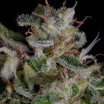 Alien Gorilla (Big Head Seeds) Cannabis Seeds
