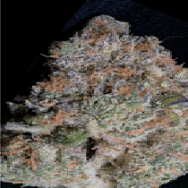 Girl Scout Cookies (Big Head Seeds) Cannabis Seeds