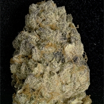 Purple Punch (Big Head Seeds) Cannabis Seeds