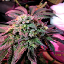 Cherry Pie (Female Seeds) Cannabis Seeds