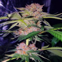 Mimosa Champagne (Female Seeds) Cannabis Seeds