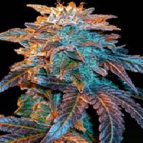 Auto Gelato (Female Seeds) Cannabis Seeds