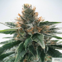 God's Glue Feminised (Ministry of Cannabis Seeds) Cannabis Seeds