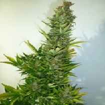 Lemon Haze Auto (Flash Auto Seeds) Cannabis Seeds