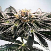 Mandarin Gelato Feminised (Ministry of Cannabis) Cannabis Seeds