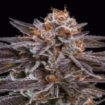 OMG Feminized (Ripper Seeds) Cannabis Seeds