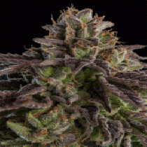 Kmintz Feminized (Ripper Seeds) Cannabis Seeds