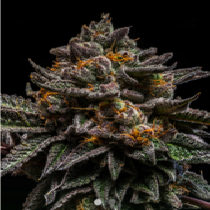 Brain Cake (Ripper Seeds) Cannabis Seeds