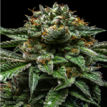 Chempie (Ripper Seeds) Cannabis Seeds