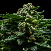 DO-G (Ripper Seeds) Cannabis Seeds