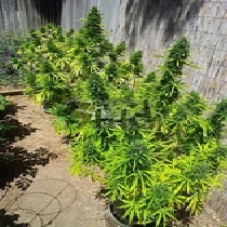 MI6 SuperAuto By Stitch (Flash Auto Seeds) Cannabis Seeds