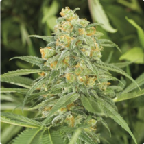 Green Crack x Lily Feminised (Discreet Seeds Bulk) Cannabis Seeds