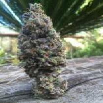 CBD Amnesia (CBD Seeds) Cannabis Seeds
