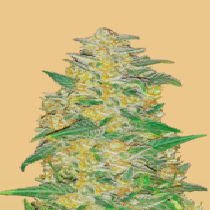 Original Auto AK (Fast Buds Seeds) Cannabis Seeds
