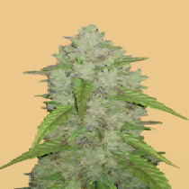 Original Auto Amnesia Haze (Fast Buds Seeds) Cannabis Seeds
