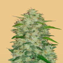 Original Auto Chemdawg (Fast Buds Seeds) Cannabis Seeds